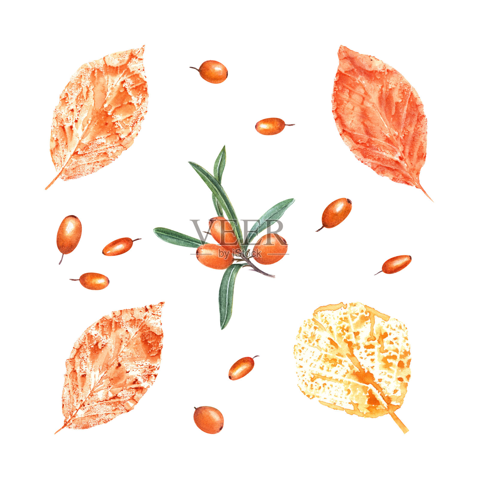 橘黄色的秋叶印，白色背景上孤立的沙棘。一套秋天的干叶子，成熟的新鲜浆果。水彩插图彩色叶轮廓海报，框架插画图片素材