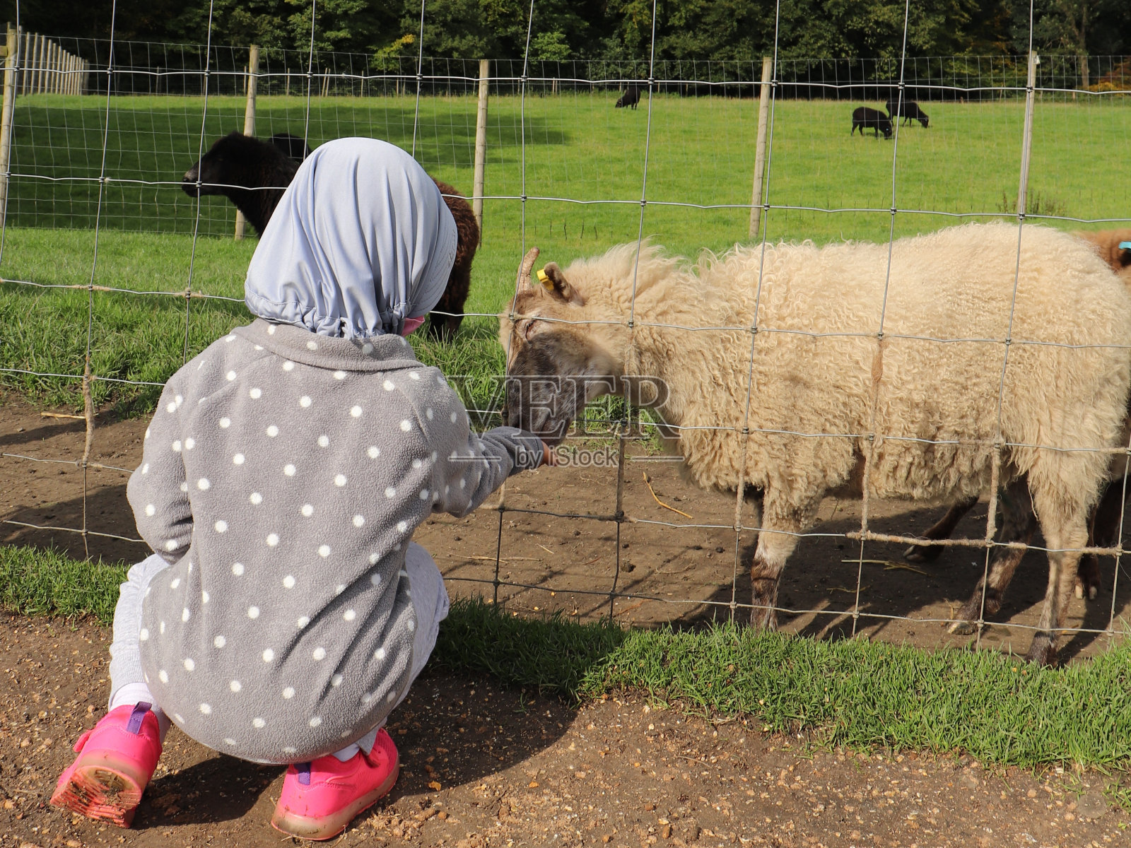 小女孩在农场喂羊照片摄影图片