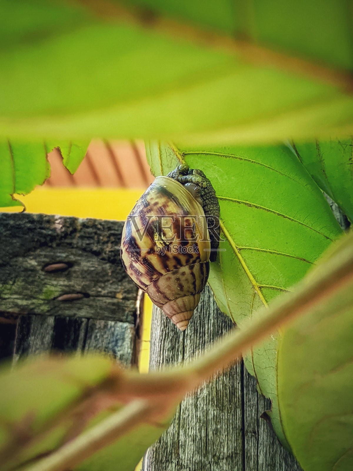 一只蜗牛爬上树叶照片摄影图片