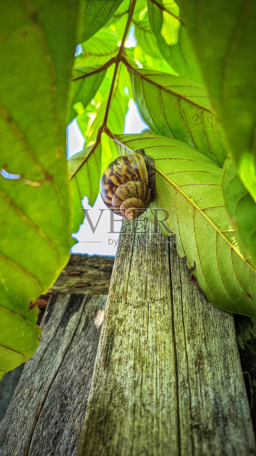 一只蜗牛爬上树叶照片摄影图片