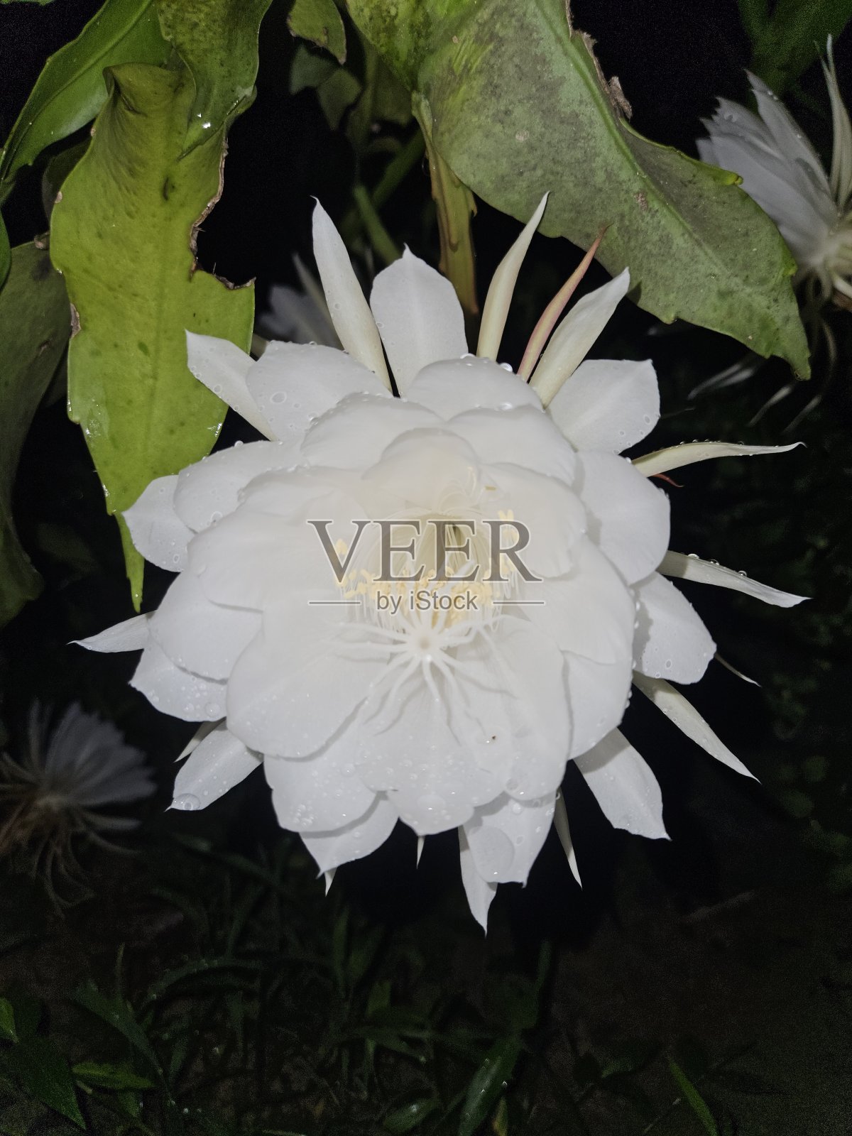 美丽的自然-梵天卡迈勒花照片摄影图片