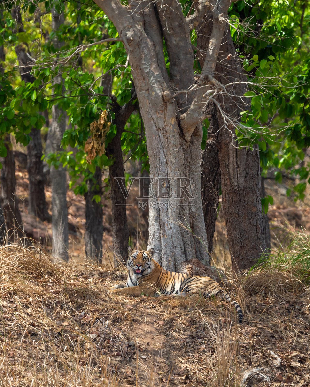 野生雄性孟加拉虎或底格里斯虎栖息地，在夏季极端炎热的日子里，在印度中央邦的班德哈加尔国家公园老虎保护区森林里休息照片摄影图片