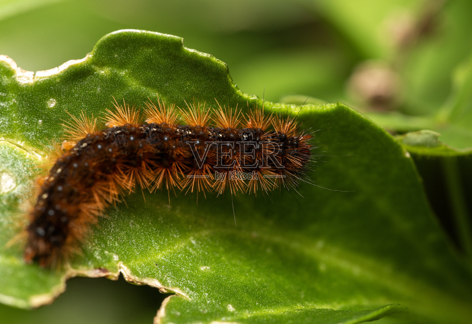 毛毛虫照片摄影图片