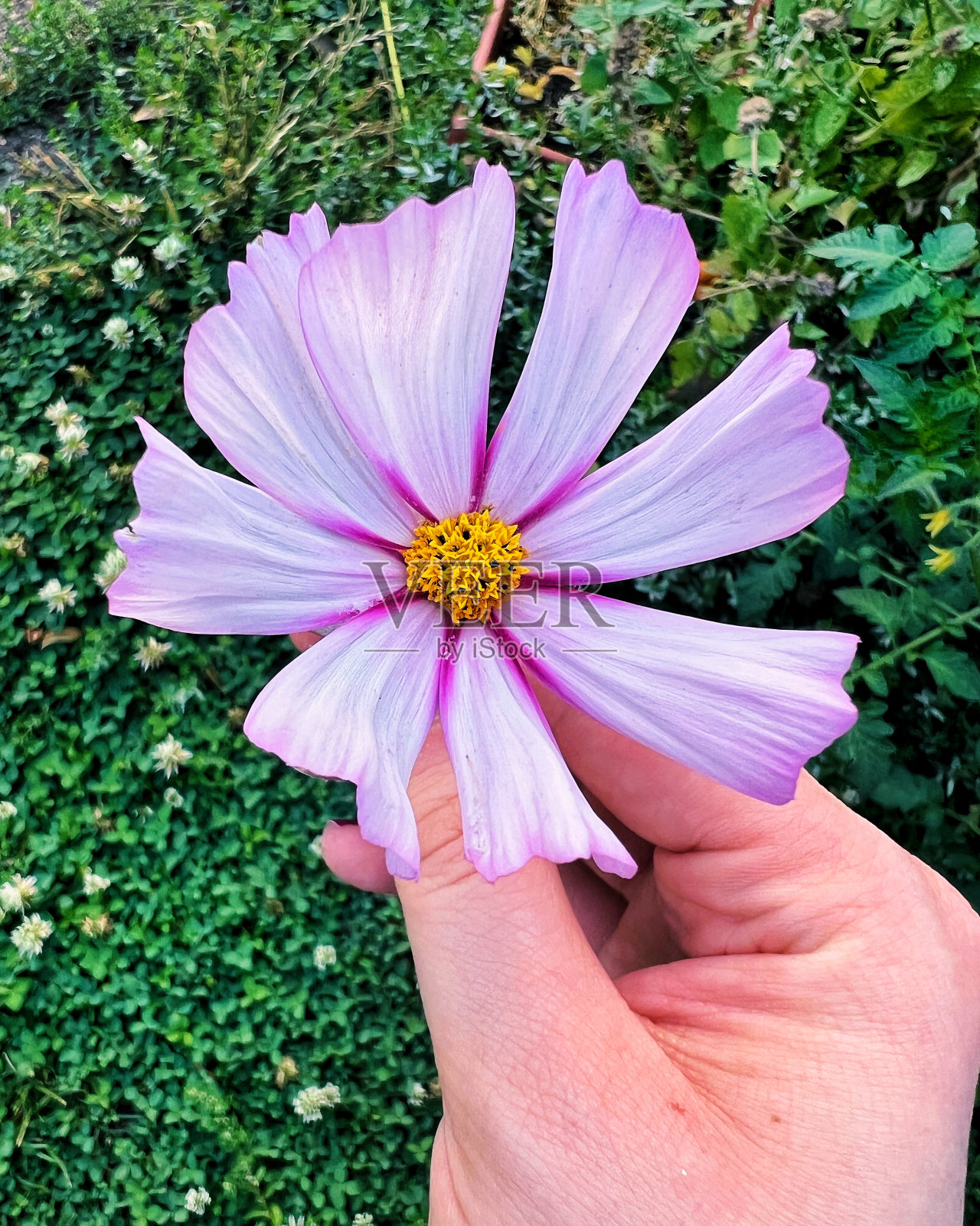 野花照片摄影图片