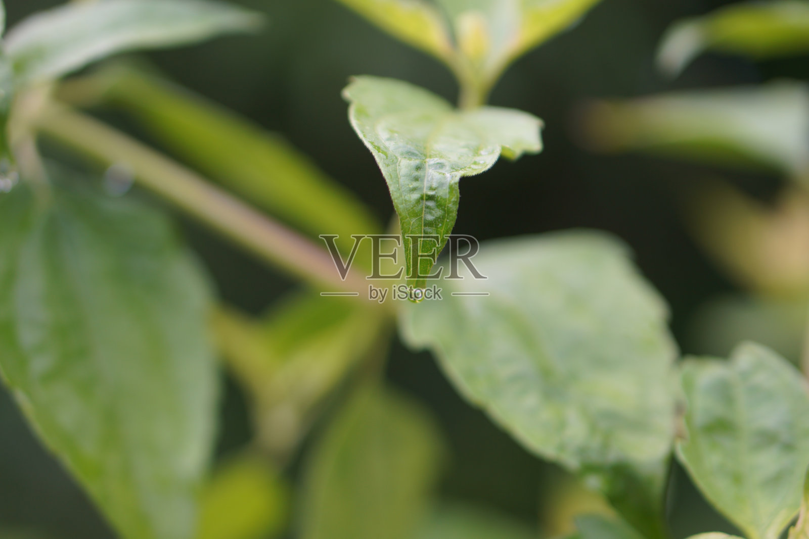 水滴在树叶上照片摄影图片