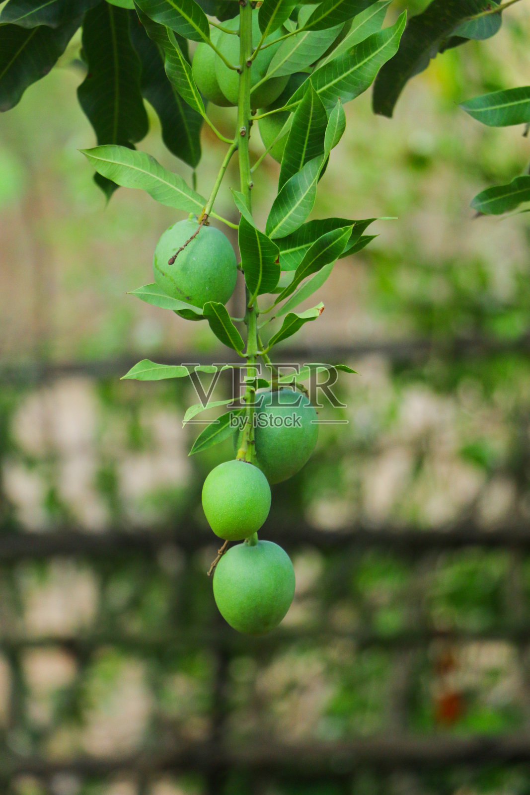 一束绿色的阿方索芒果在树上沐浴在黄昏的阳光下照片摄影图片