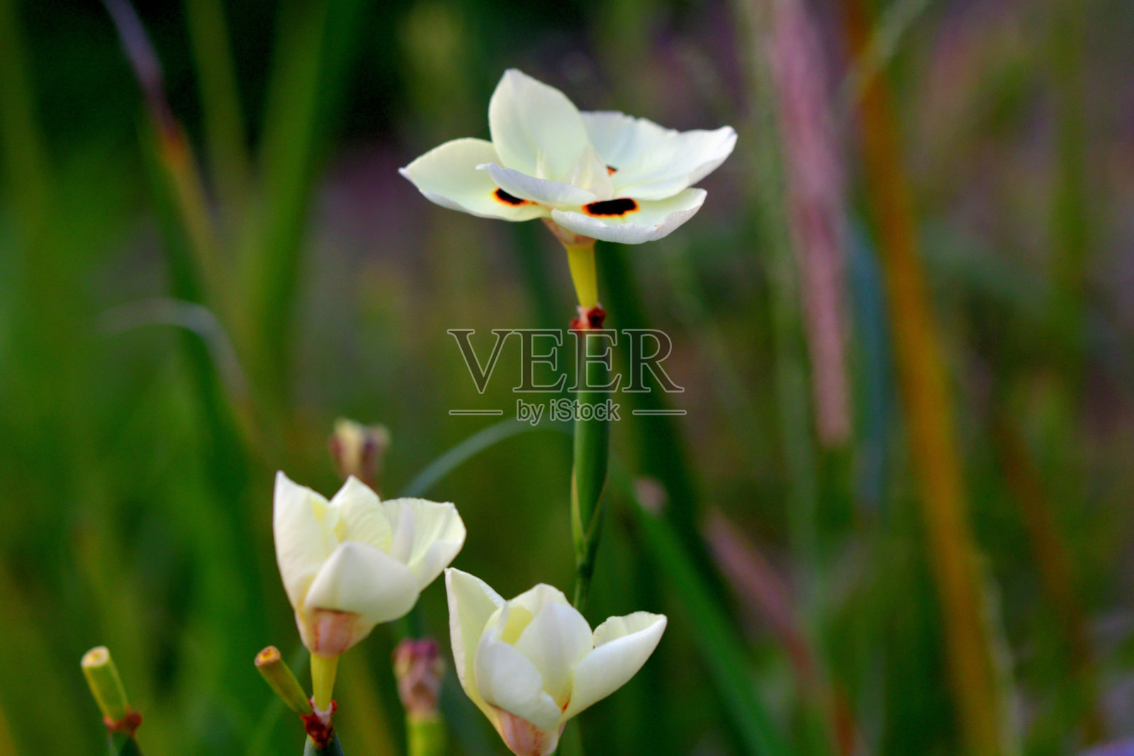 蝴蝶花/非洲鸢尾花照片摄影图片