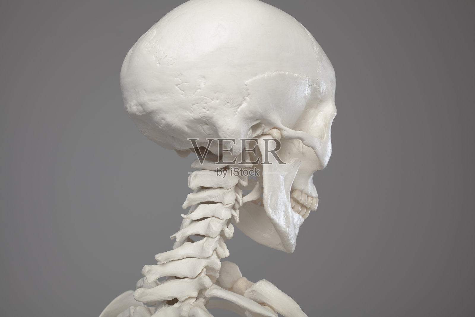 颅骨解剖学，人类头骨的特写照片摄影图片