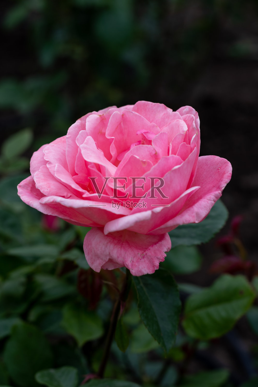 户外盛开的美丽玫瑰花，特写照片摄影图片