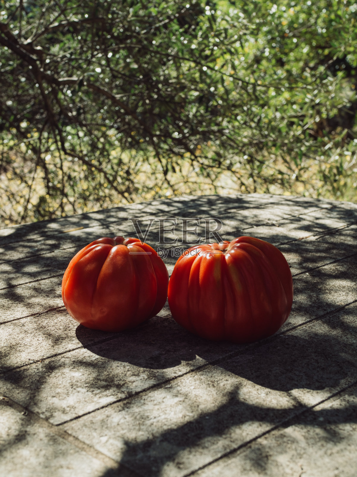 垂直特写两个成熟的牛心番茄在桌子上与橄榄树的阴影和郁郁葱葱的绿色背景的自然图案。撒丁岛人夏季。照片摄影图片