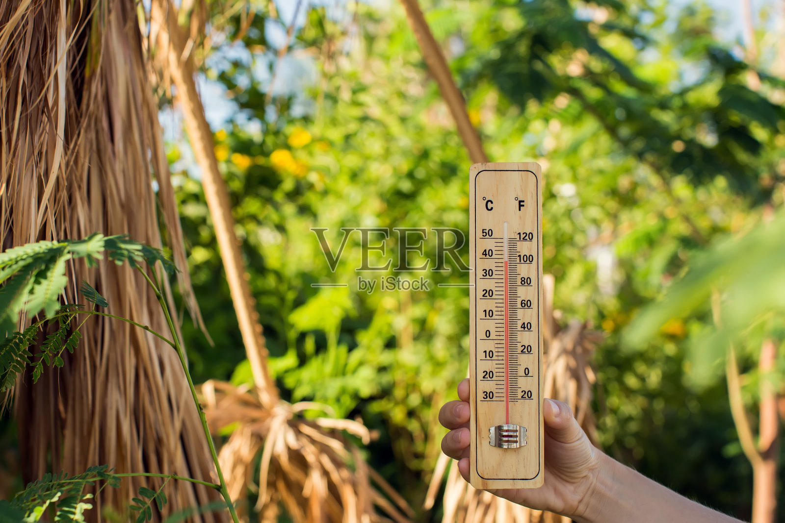 炎热的天气。热浪来袭时，手持温度计站在干燥的植物前。高温概念照片摄影图片