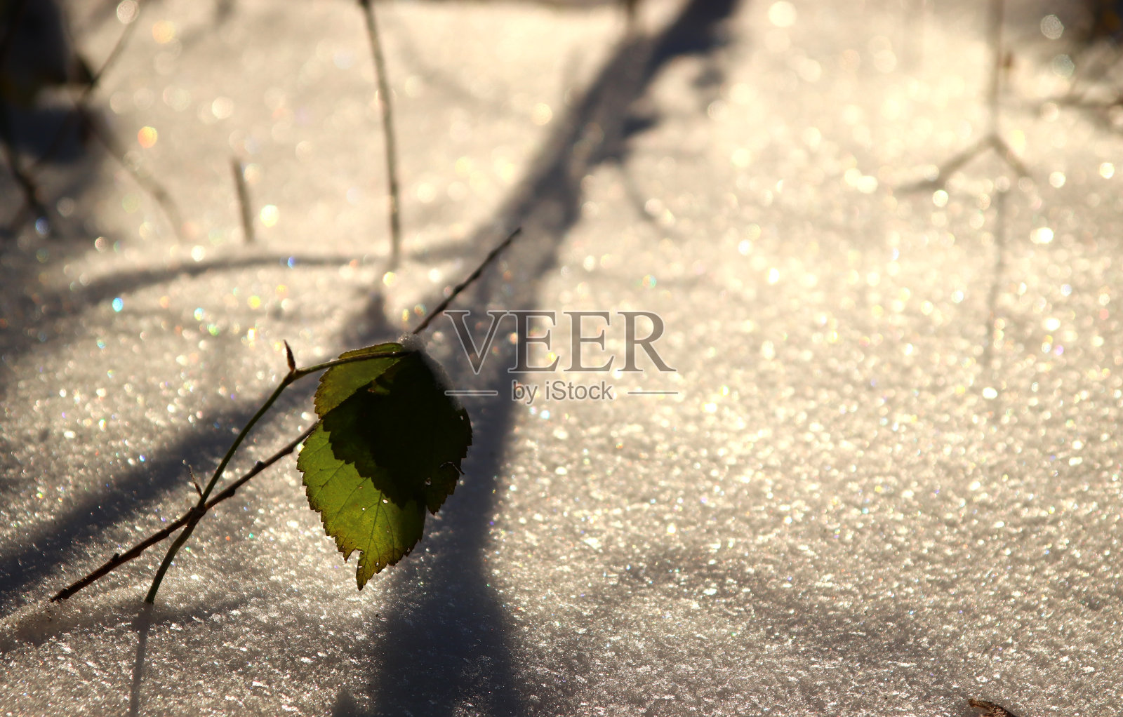 雪花上的叶子。彩色的阳光照在雪花上。特写镜头。照片摄影图片