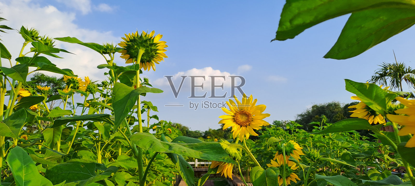 田野里的向日葵映着蓝天照片摄影图片