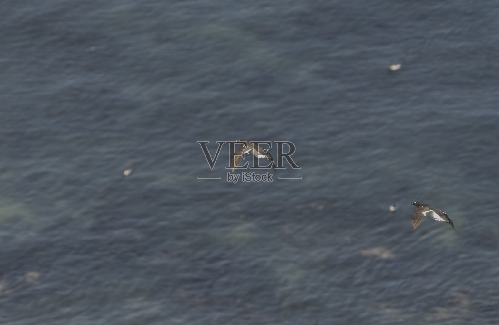 英国，英格兰，约克郡，弗兰伯勒角，宾普顿悬崖自然保护区照片摄影图片