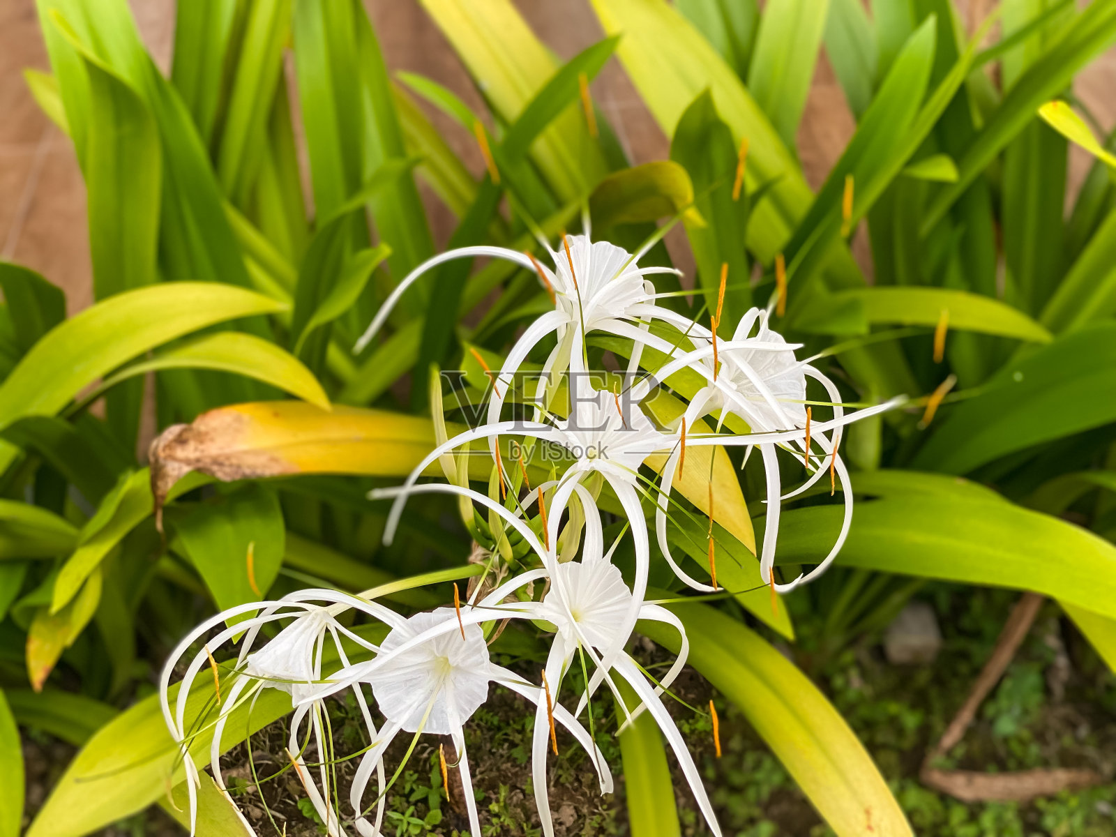 蜘蛛百合照片摄影图片