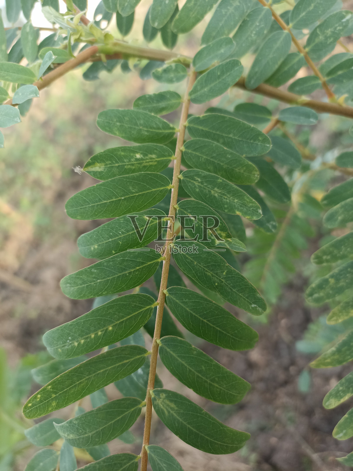 Turi叶子照片摄影图片