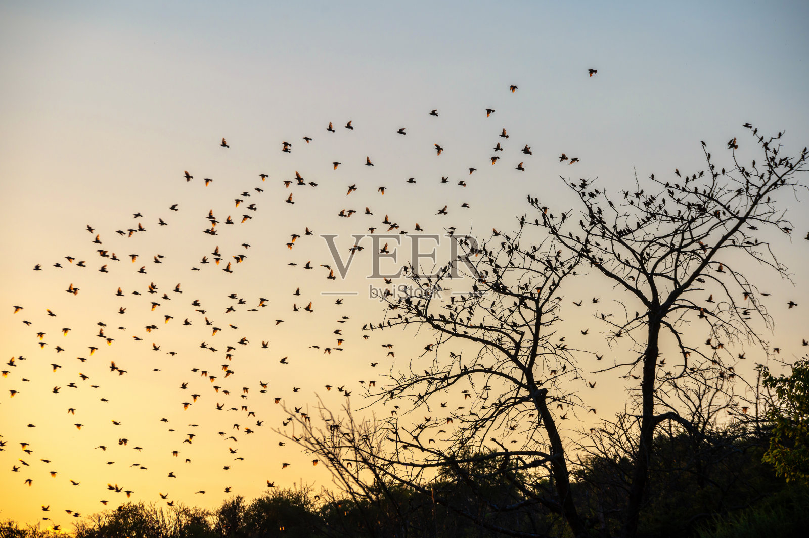 一群鸟在夕阳中绕树飞翔照片摄影图片