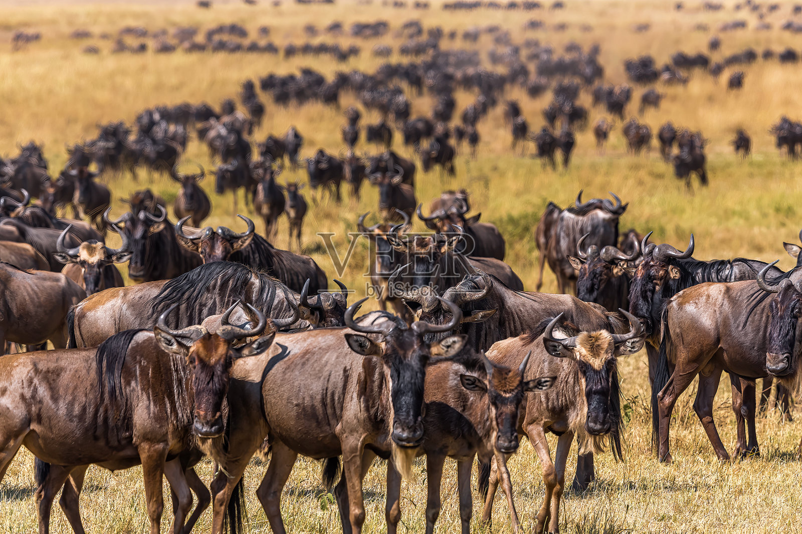 野生动物大迁徙中穿越马拉河的角马羚羊。照片摄影图片