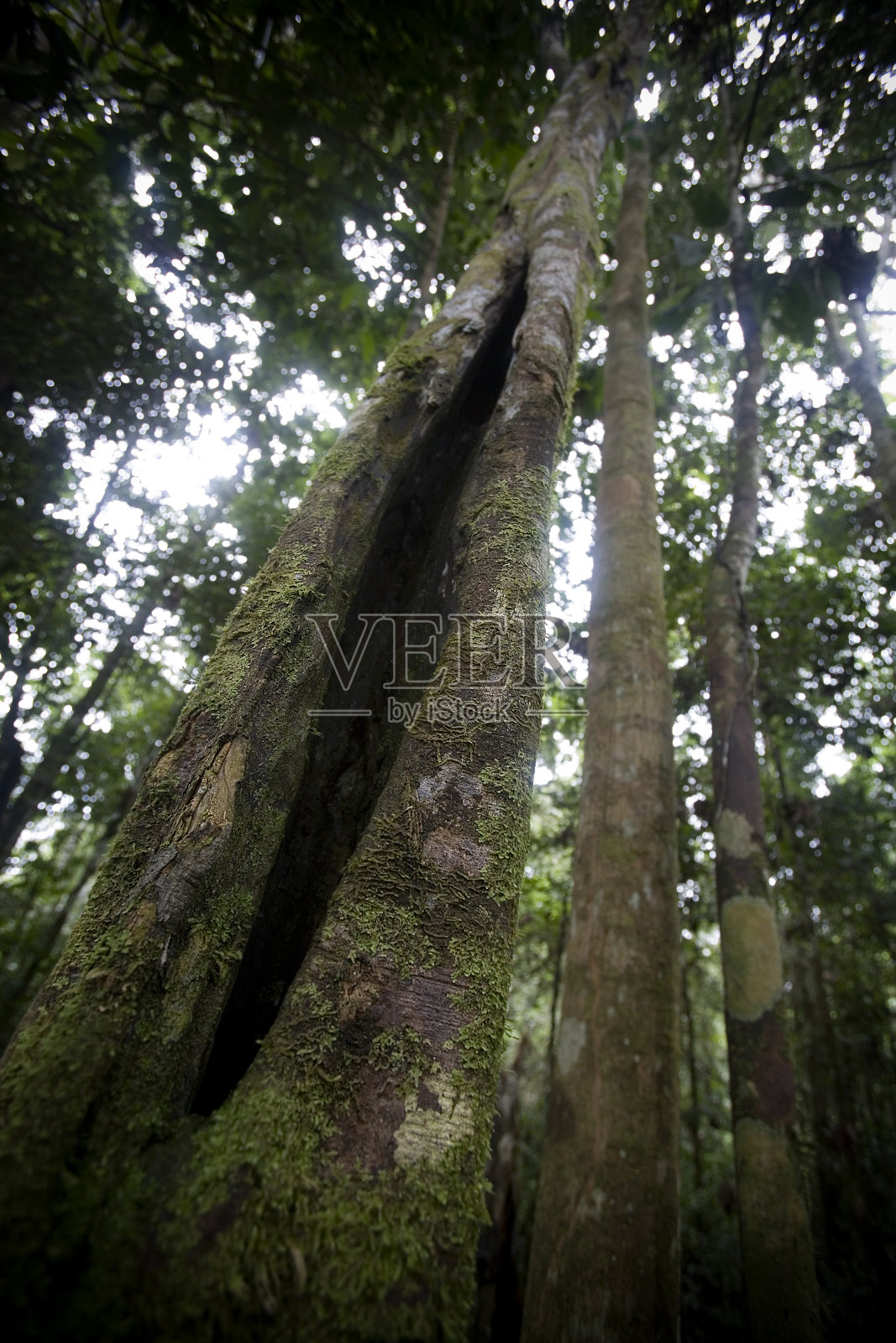 厄瓜多尔亚马逊河上游雨林中的树木照片摄影图片