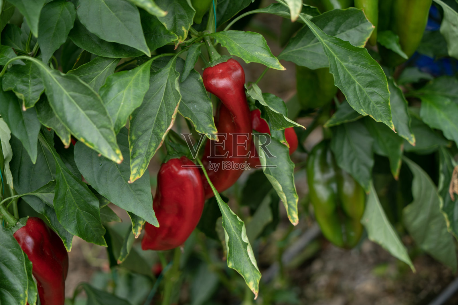 蔬菜大棚有机红辣椒和绿辣椒照片摄影图片