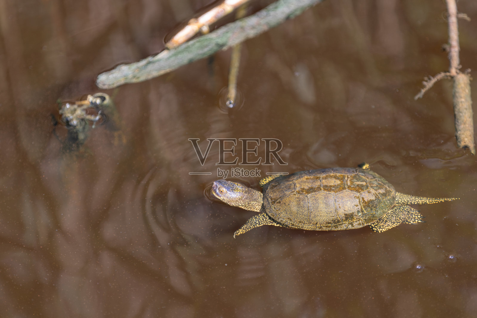 水龟。照片摄影图片