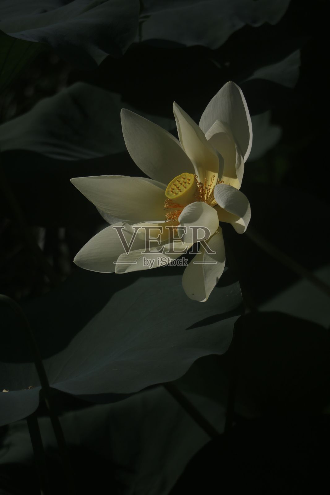 一张精致的荷花特写，背景是绿叶。照片摄影图片