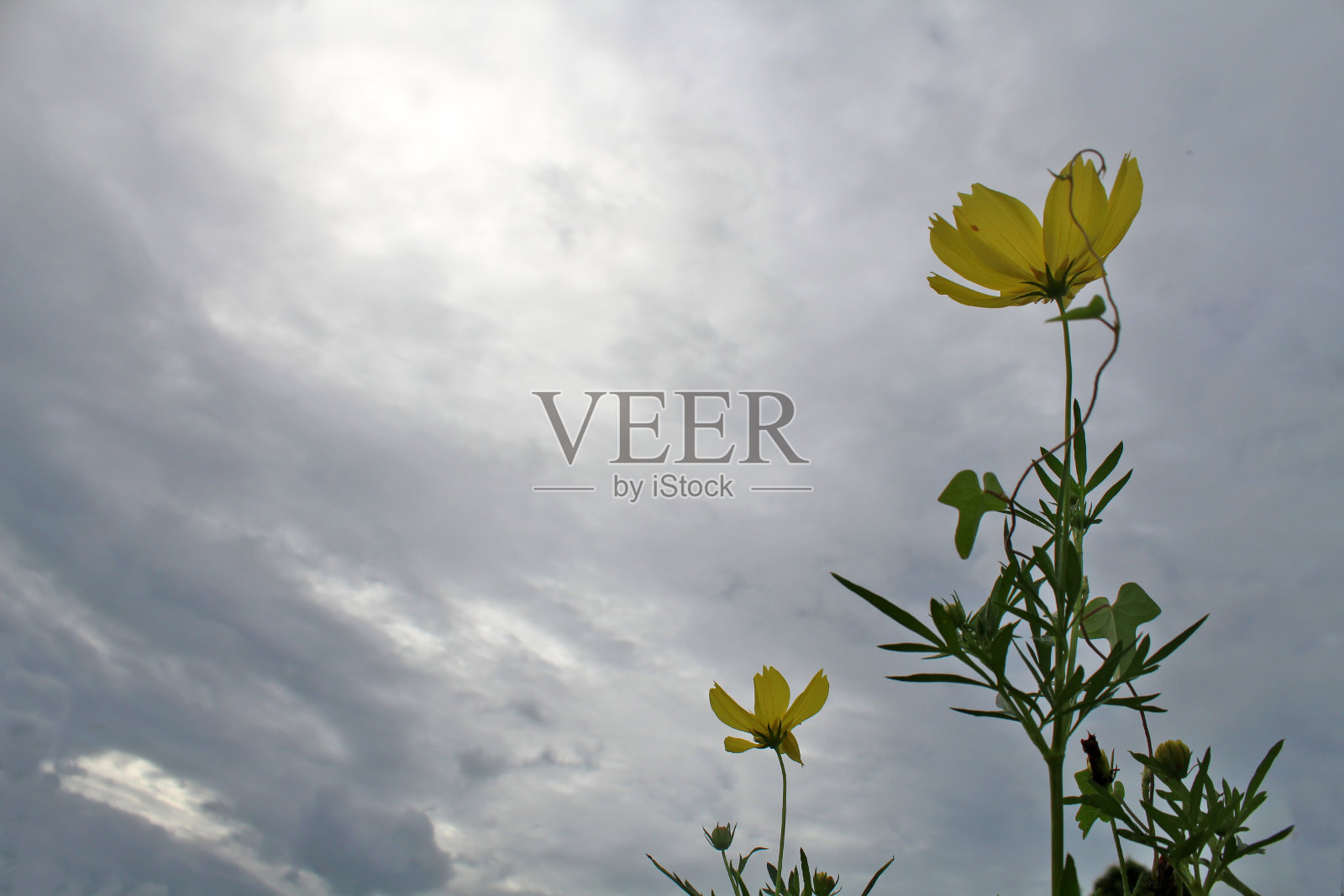 天然的花卉背景黄色的宇宙花在灰色的蓝色的天空。照片摄影图片