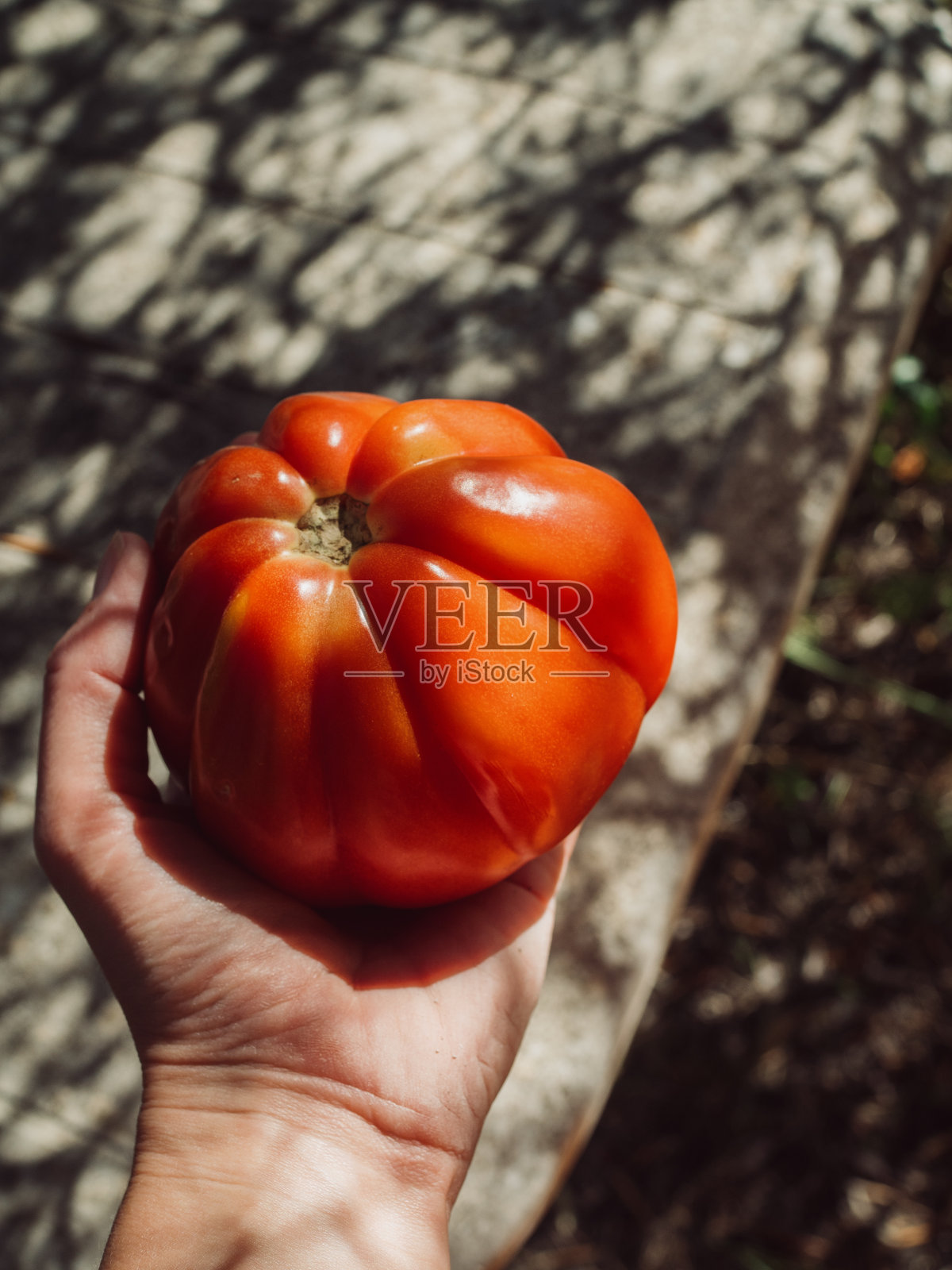 垂直特写，一个成熟的牛心番茄在一个自然模式的橄榄树阴影的背景下。撒丁岛人夏天。照片摄影图片