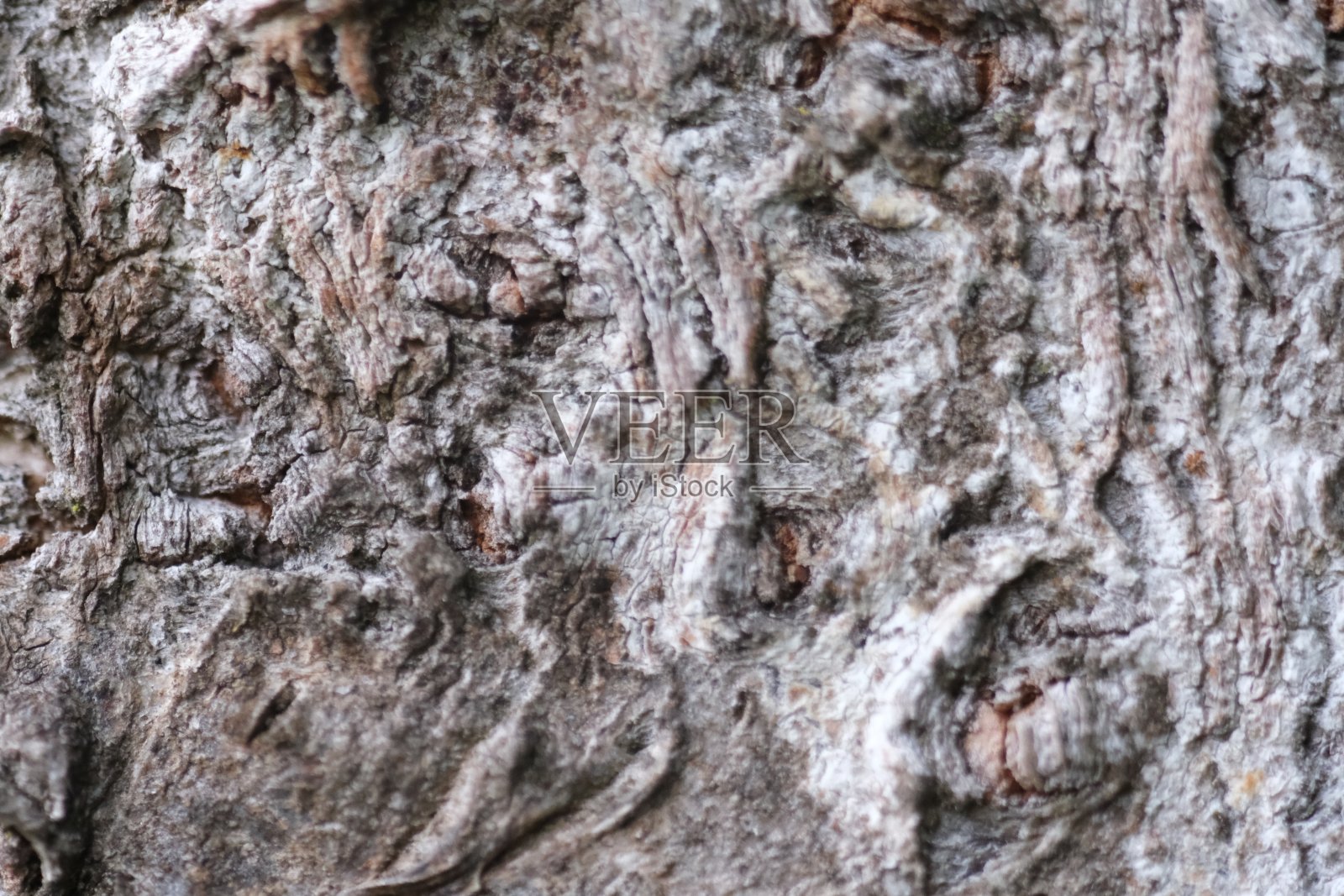 树干上的树皮照片摄影图片