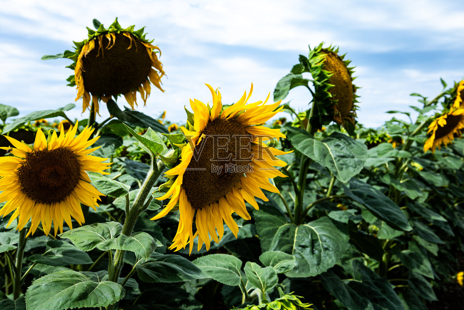 田野上的几朵向日葵照片摄影图片