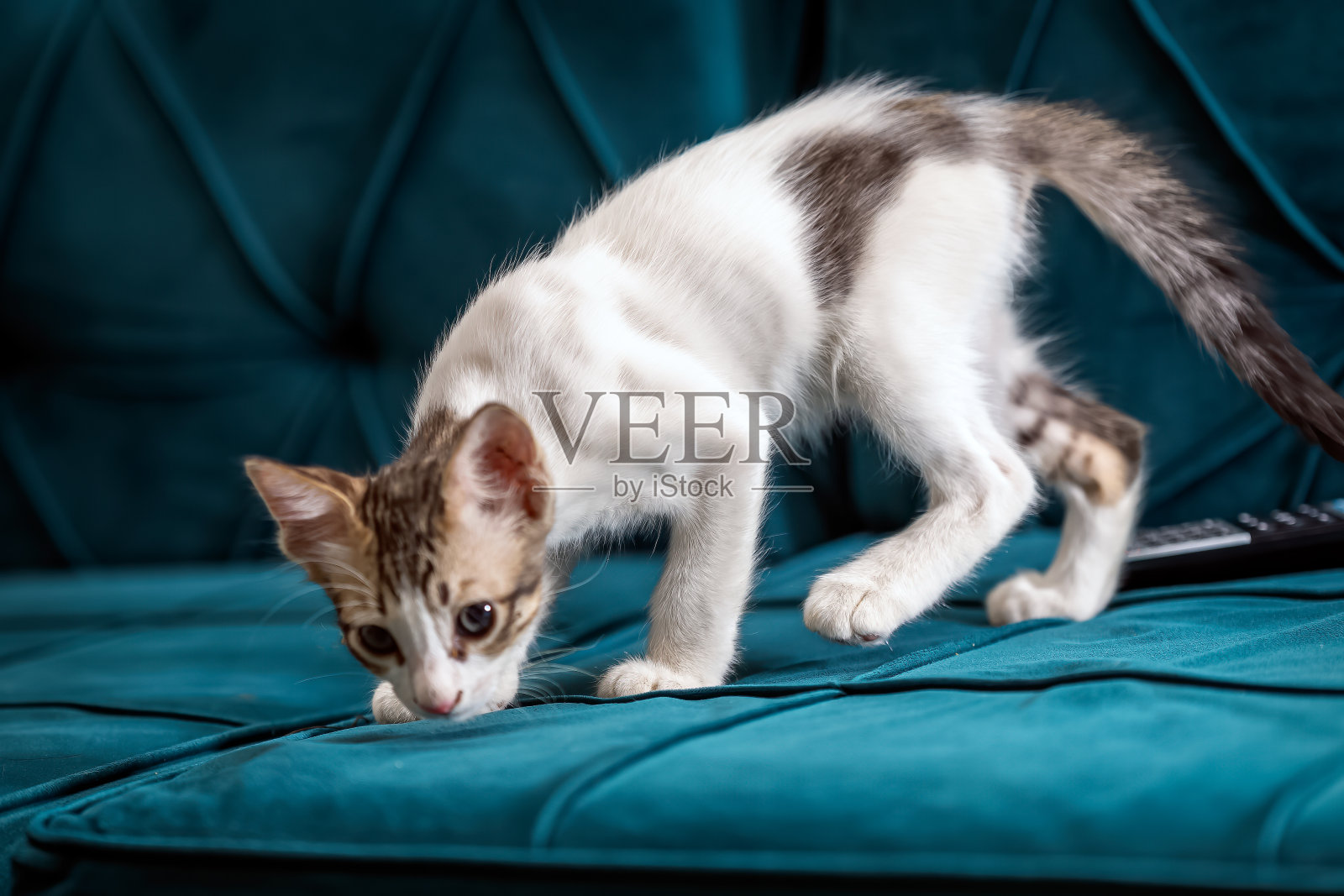 非常可爱的虎斑小猫休息中照片摄影图片