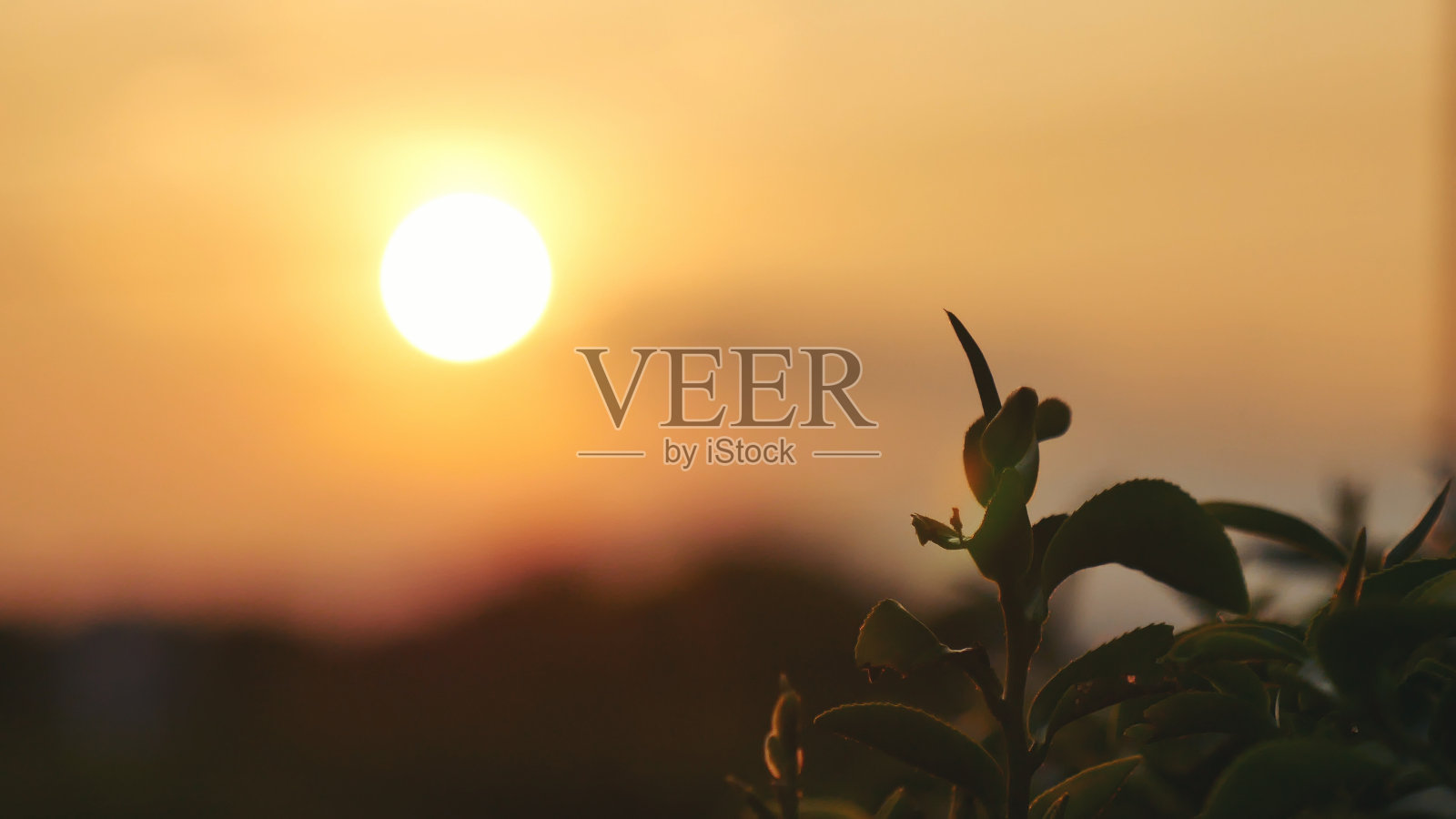 有机农场阳光下的绿茶树叶。夏天的早晨，新鲜的嫩芽草药农场。阳光绿茶树植物。清晨，茶树绿油油的大自然照片摄影图片