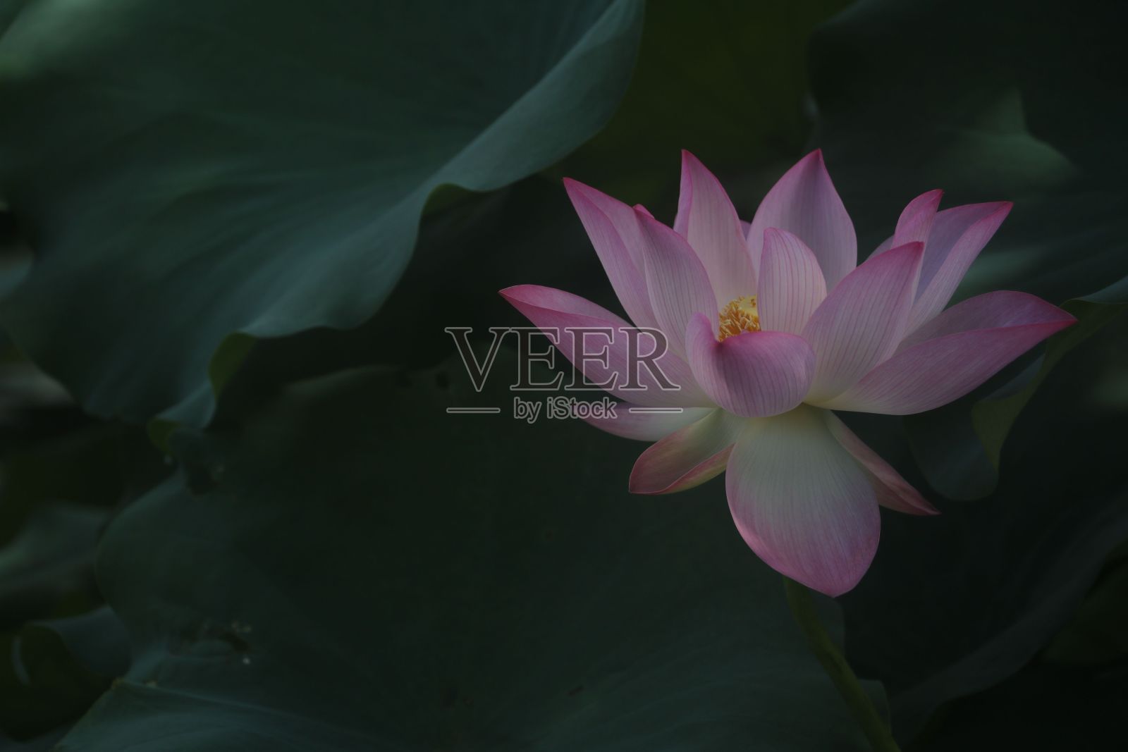 这是一朵精致的荷花的特写镜头，背景是郁郁葱葱的绿叶。照片摄影图片
