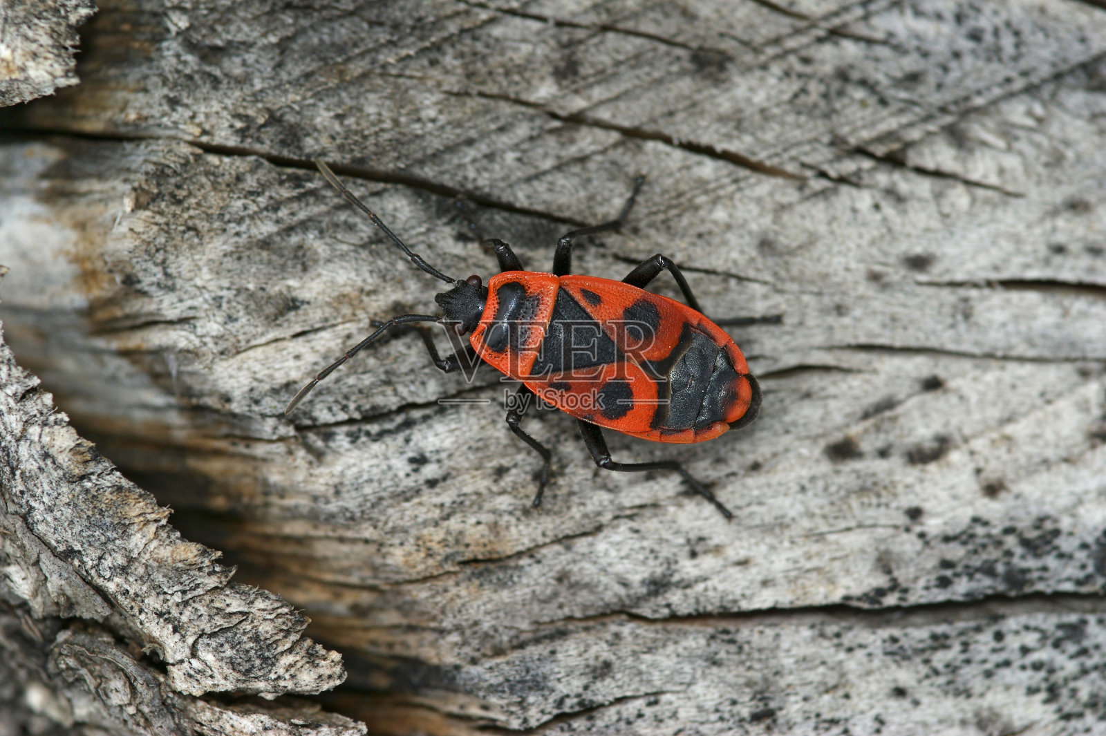一只鲜艳的红色火虫，坐在一片绿叶上的天然彩色特写照片摄影图片