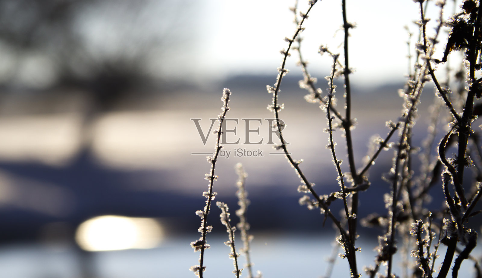 冬天的海岸景观与冰冻的植物在模糊的背景。照片摄影图片