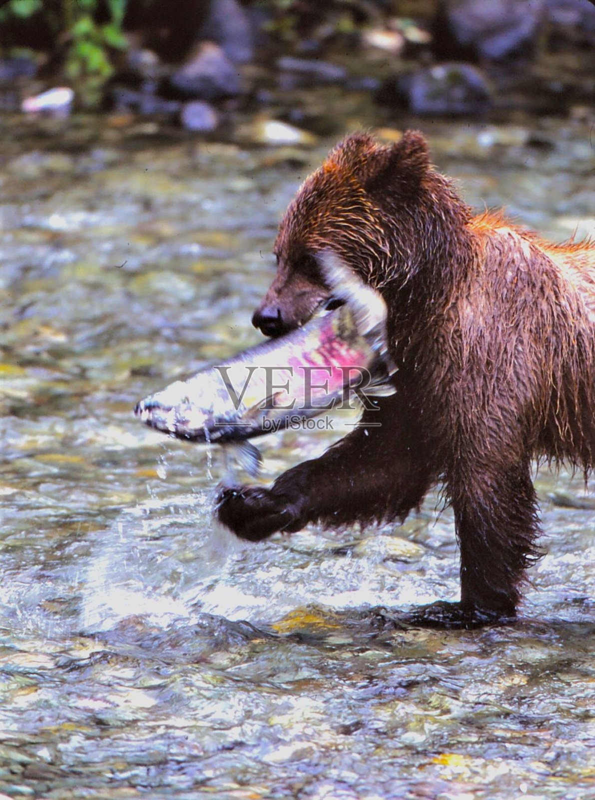 灰熊-鱼溪-海德，阿拉斯加照片摄影图片
