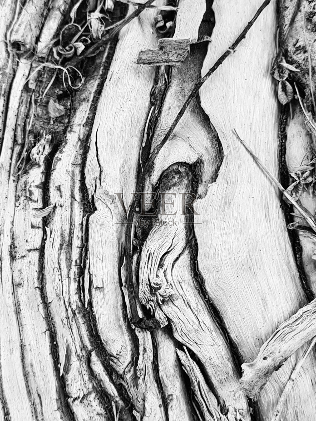 残根照片摄影图片