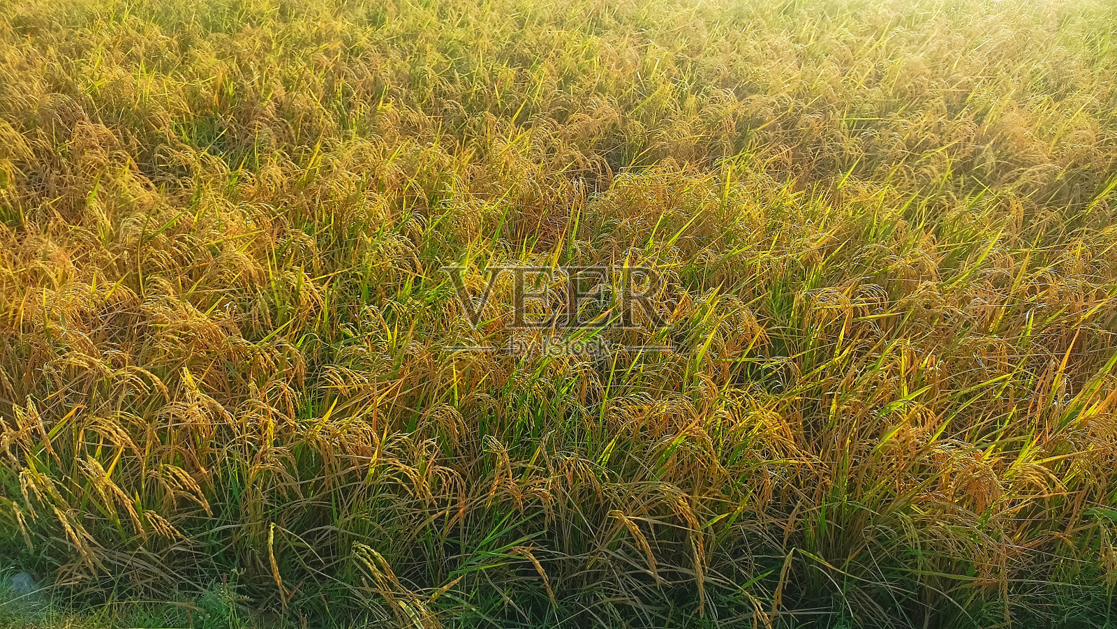 稻田景观。金黄的稻穗满稻田，稻田，收获季节，温暖的阳光，自然农场，有机农场。稻田的全景自然景观照片摄影图片