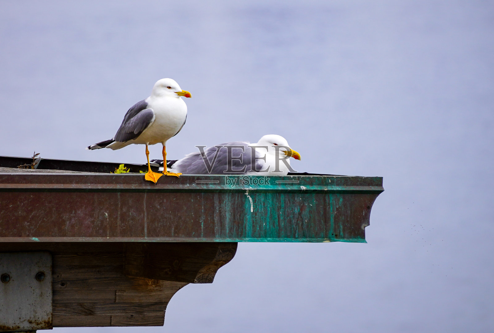 沉睡的海鸥照片摄影图片
