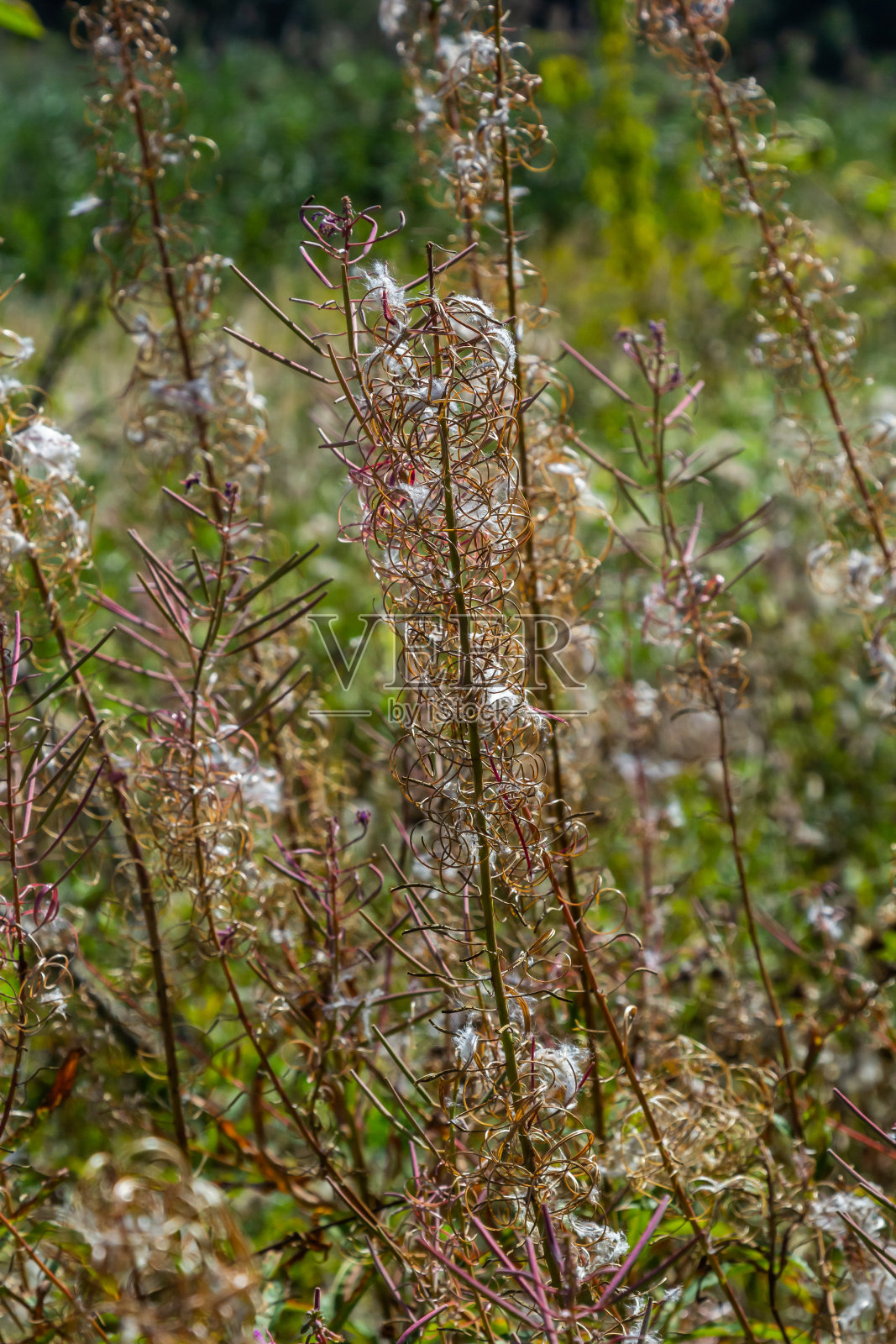 凋零的花朵，林中的野草，形状奇特。秋天的自然美景令人惊叹照片摄影图片