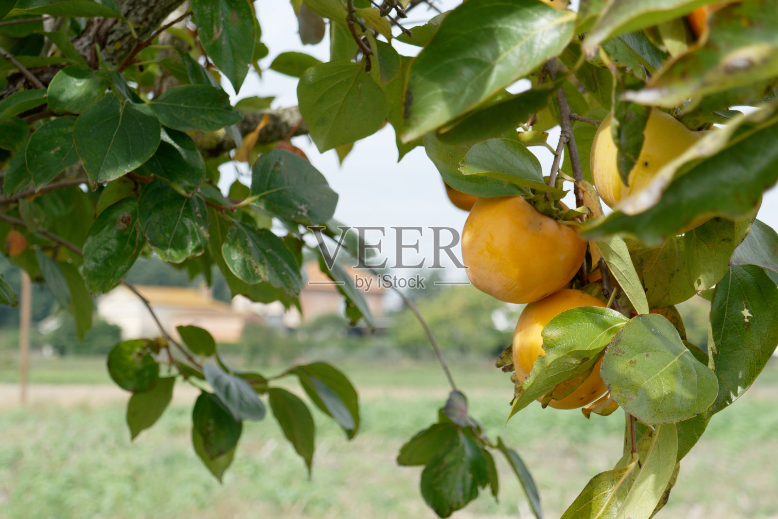 托斯卡纳乡下树上的柿子。意大利托斯卡纳照片摄影图片