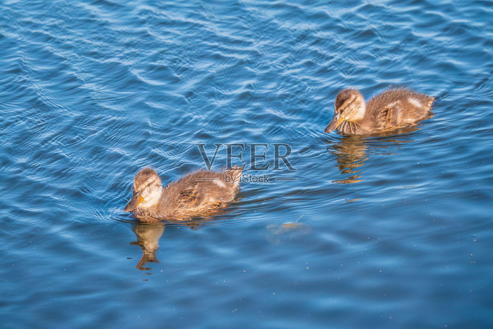 一群鸭子，一只鸭子和它的小鸭们正在水里游泳。这只鸭子照顾它刚出生的小鸭子。野鸭,lat。阿拉斯platyrhynchos照片摄影图片