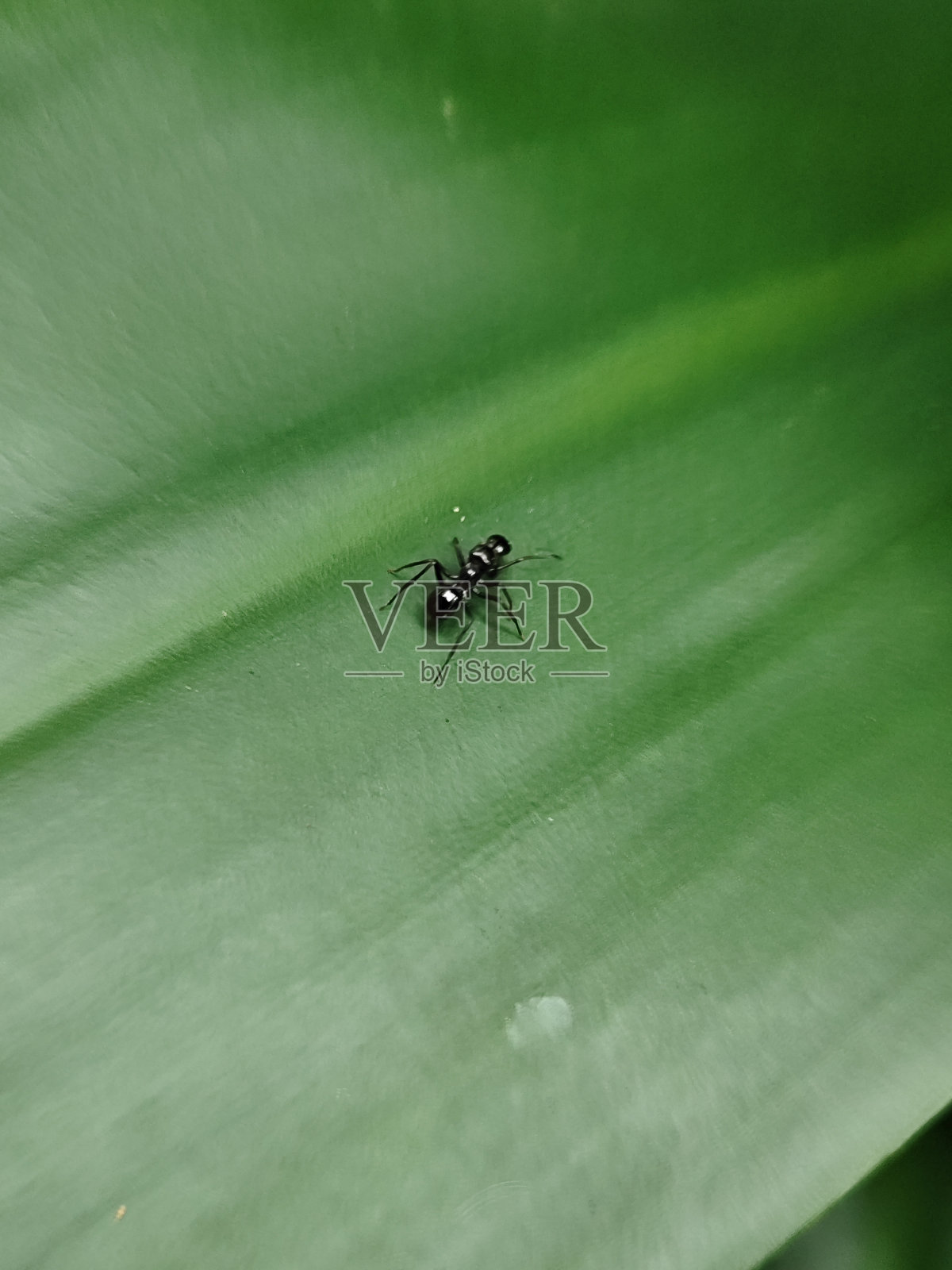 黑蚂蚁照片摄影图片