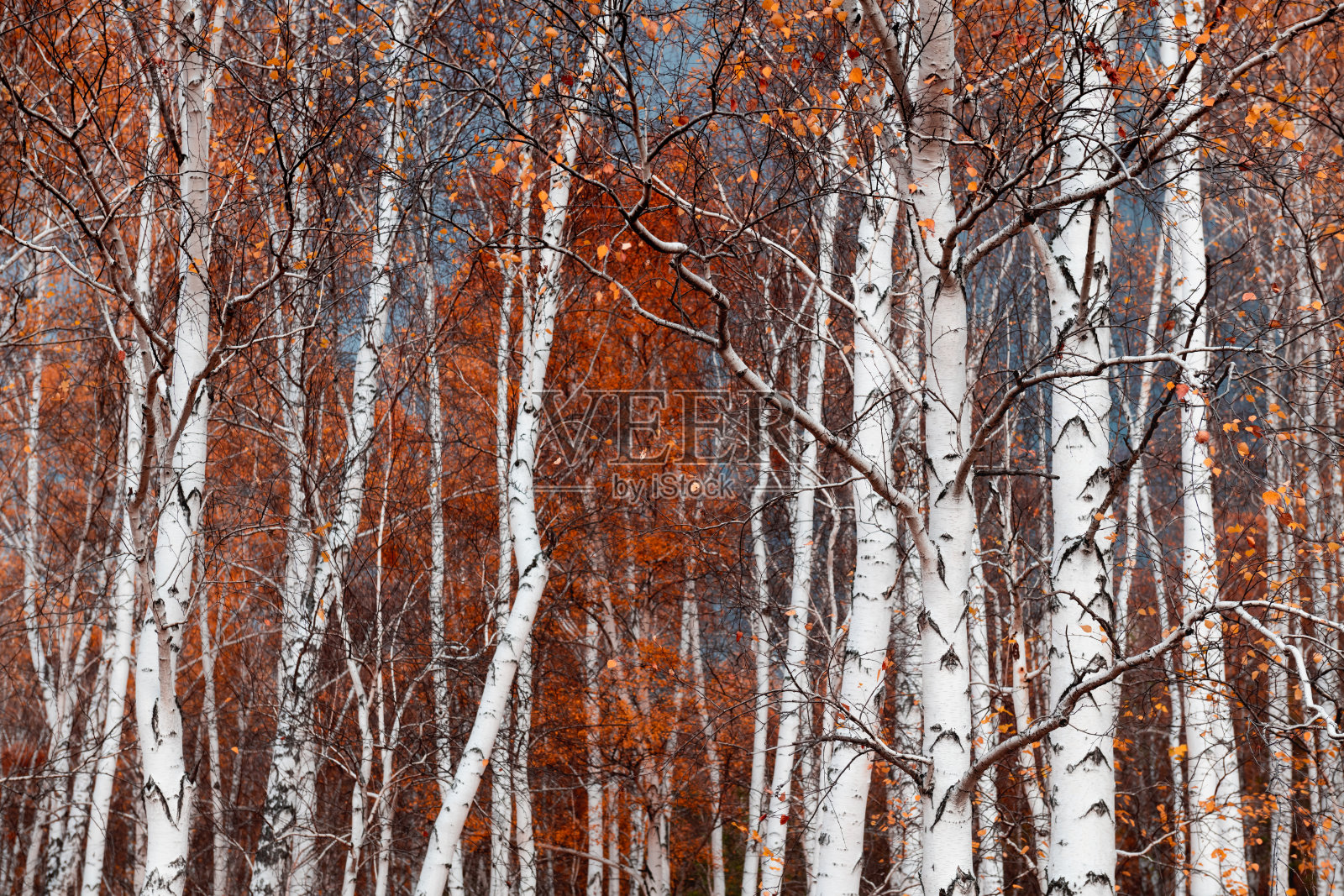 秋林里黄叶的白桦树。照片摄影图片
