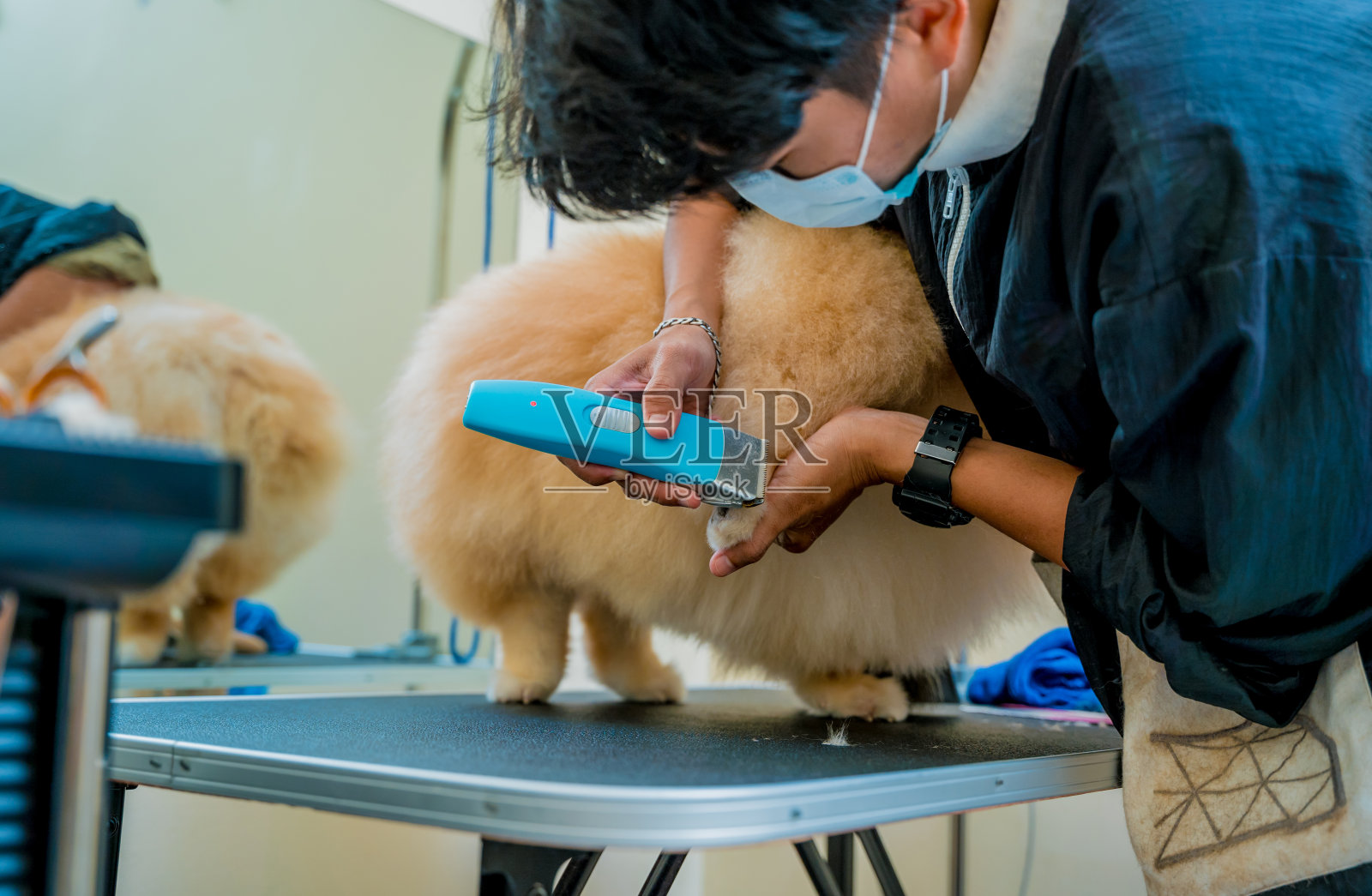美容师在美容沙龙用防护面罩切割波美拉尼亚狗。照片摄影图片
