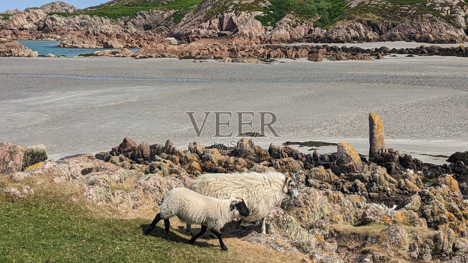 羊照片摄影图片