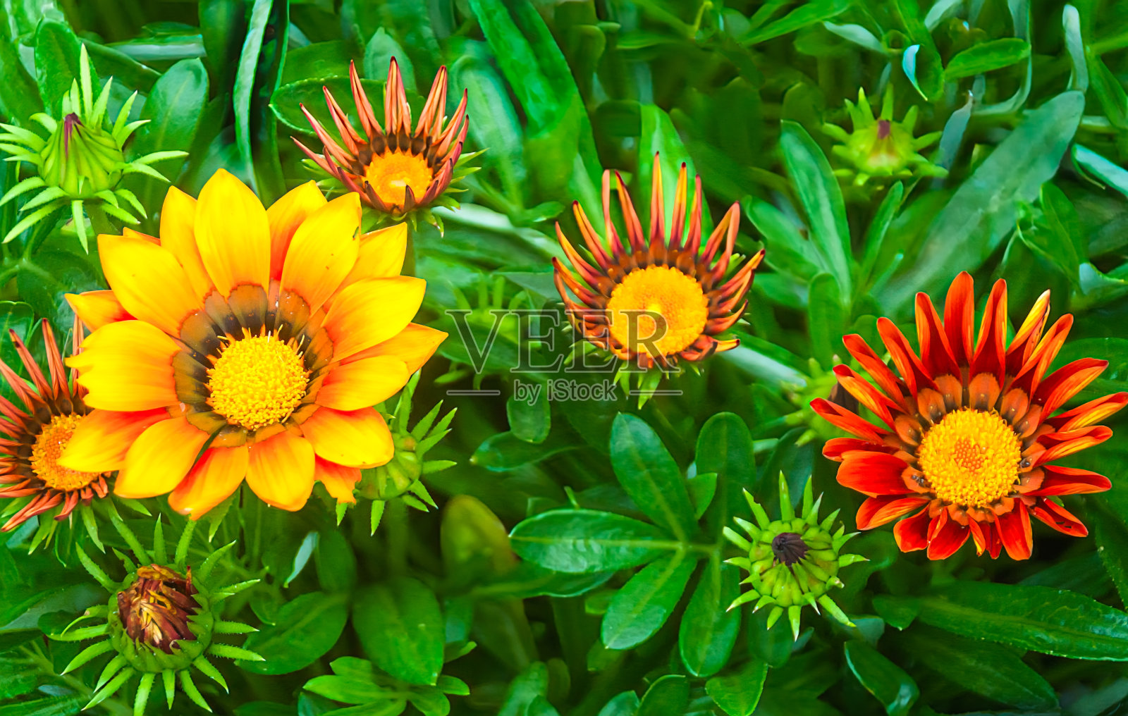 原产地的花照片摄影图片