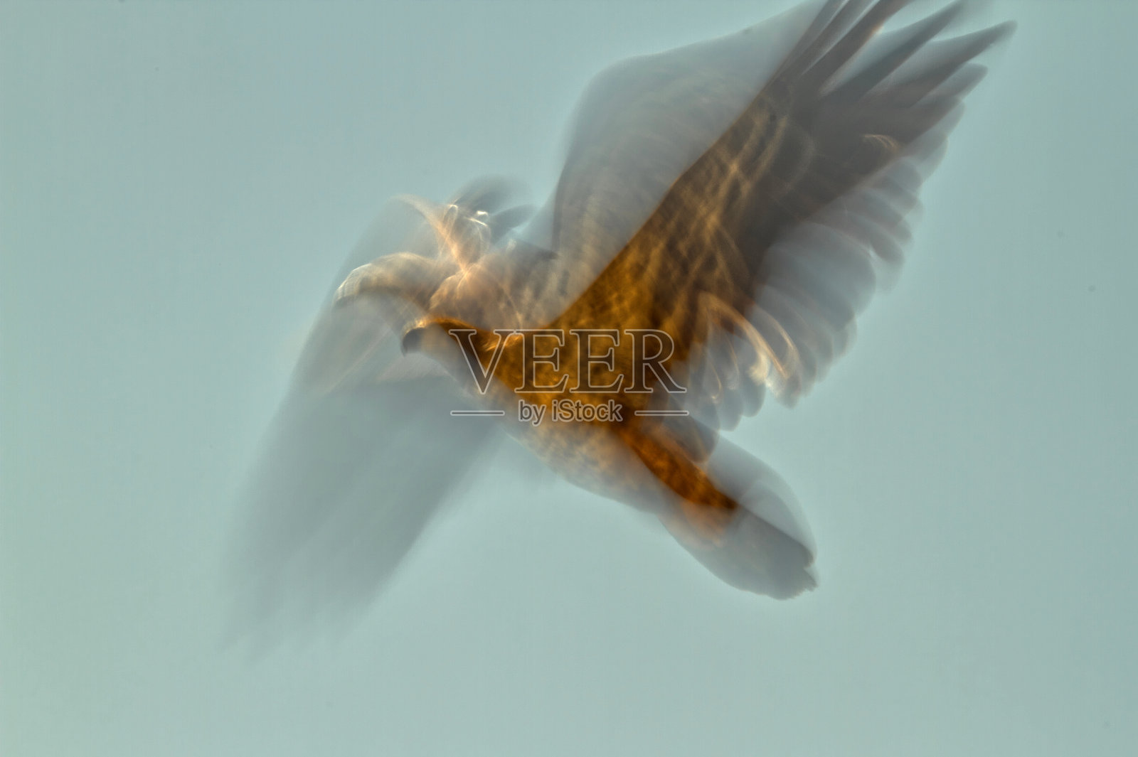 IMG_3070抽象的鹰飞模糊照片摄影图片