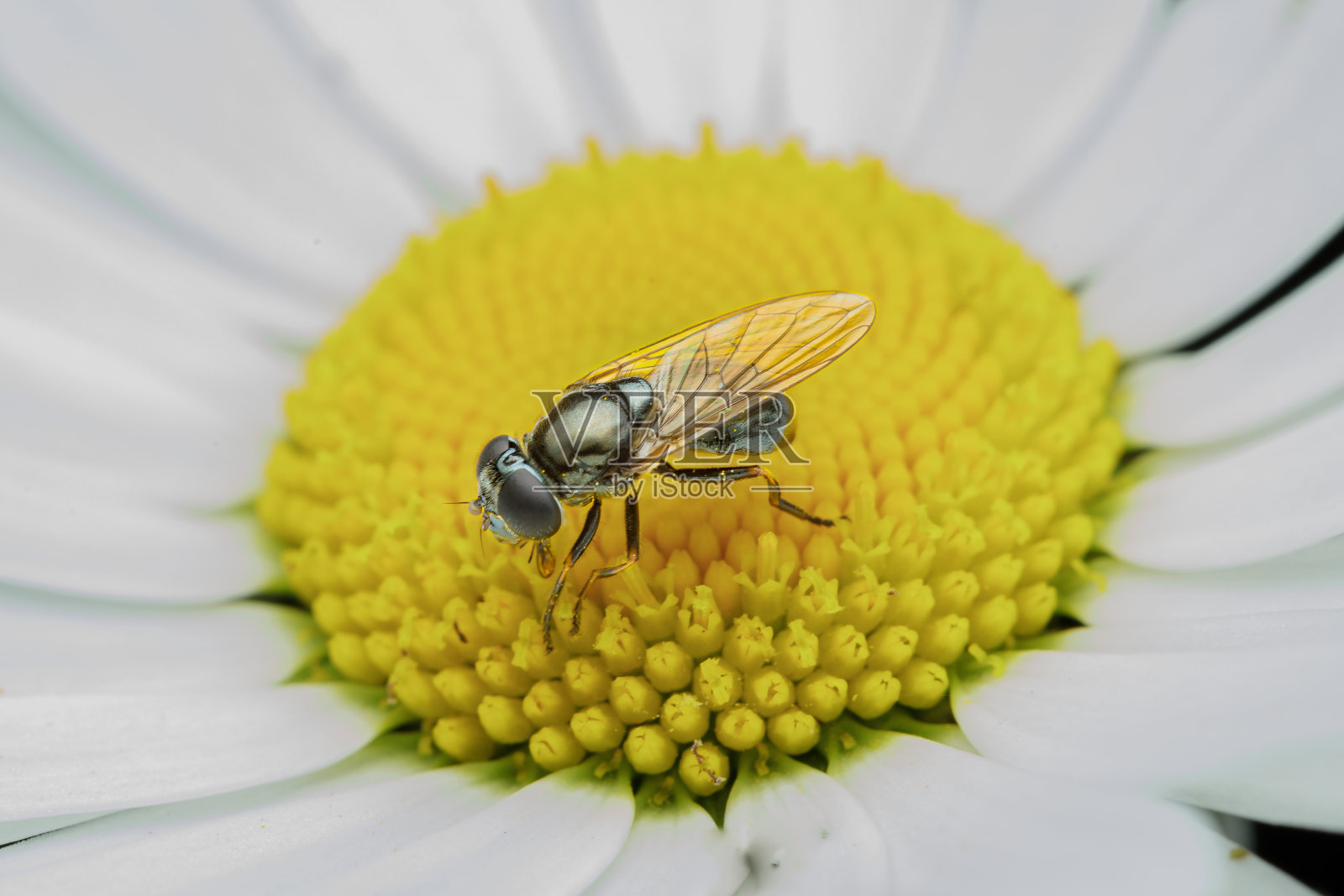 花园里的小昆虫，微距摄影，自然野生动物，选择性对焦照片摄影图片