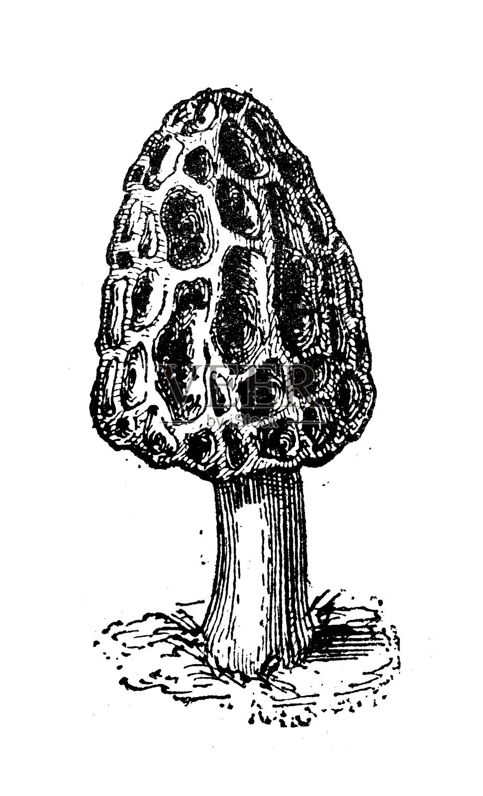 仿古插图:羊肚菌，羊肚菌插画图片素材